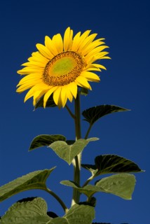FRANCE, Provence Cote d’Azur, Bouches du Rhone, Single sunflower against blue sky growing in field