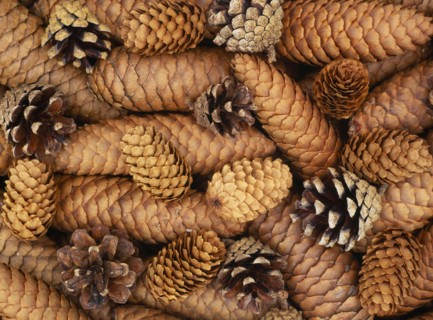 TREES, Fir, Assorted Fir cones