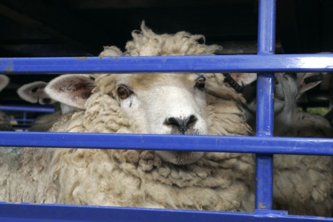 AGRICULTURE, Farming, Sheep, Sheep seen through the bars of a the truck they are being transported