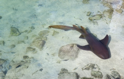 WEST INDIES, St Vincent And The Grenadines, Union Island, Nurse shark Ginglymostoma cirratium
