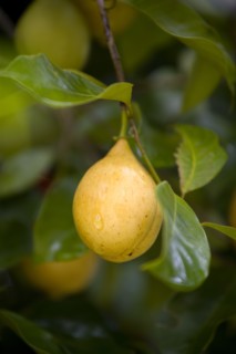 WEST INDIES, Grenada, St John, Yellow nutmeg fruit growing on a tree