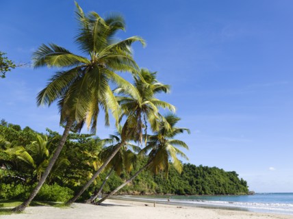 WEST INDIES, Grenada, St David, Coconut palm tree lined beach of La Sagesse with people playing on