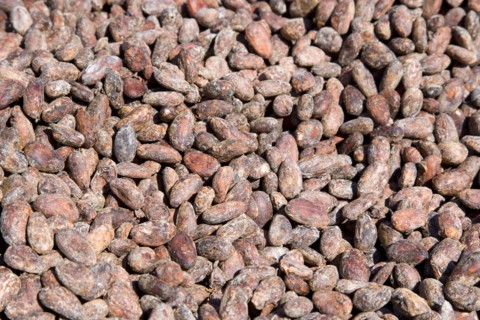 WEST INDIES, Grenada, St Patrick, Cocoa beans drying in the sun at Belmont Estate plantation