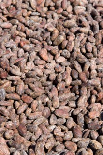 WEST INDIES, Grenada, St Patrick, Cocoa beans drying in the sun at Belmont Estate plantation