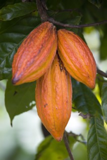 WEST INDIES, Grenada, St John, Three ripening orange cocoa pods growing in a group from the branch