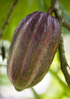 WEST INDIES, Grenada, St John, Unripe purple cocoa pod growing from the branch of a cocoa tree