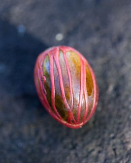 WEST INDIES, Grenada, St George, Nutmeg nut wrapped in red mace