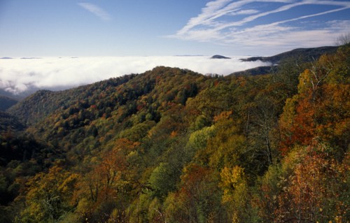USA, North Carolina, Smoky Mountain , Great Smoky Mountain National Park. View across tree tops in