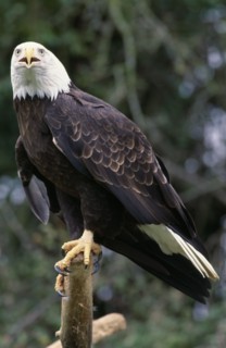 BIRDS, Birds of Prey, "Bald Headed Eagle Haliaeetus leucocephalus, native species of North America