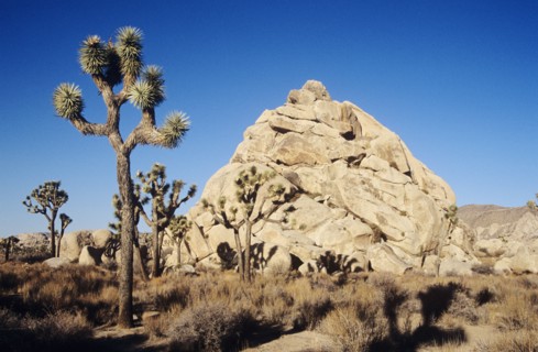 USA, California, Joshua Tree NP, "Joshua tree in National Park,"