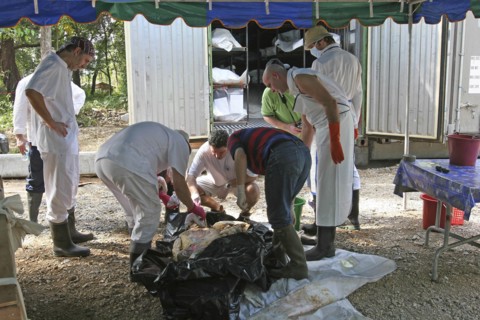 THAILAND, Phuket, "Tsunami. Forensic workers from Germany with the group D.V.I, Disaster Victims