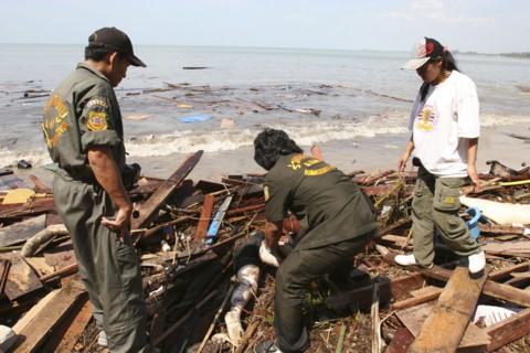 THAILAND, Phang Nga District, Khao Lak Beach, Tsunami. Rescue workers help to collect the bodies