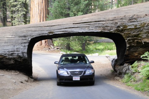 USA, California, Sequioa NP, Car driving through Tunnel Log