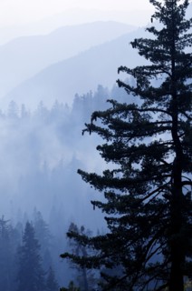 USA, California, Sequioa NP, Dusk view of sequoia forest