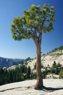 USA, California, Yosemite NP, Pine & mountain views at Olmsted Point