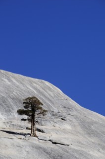 USA, California, Yosemite NP, "Moutain & single tree, view from Tioga Road"