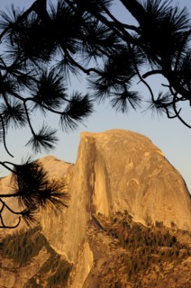 USA, California, Yosemite NP, Half Dome at sunset with pine branch silhouette