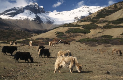 NEPAL, Annapurna Circuit, Yaks grazing below the snow covered peak of Kang La Pass on sparse