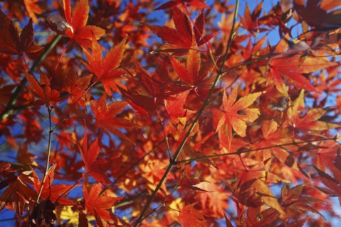 JAPAN, Honshu, Tokyo, Branches and leaves of Japanese Acer Maple Tree.