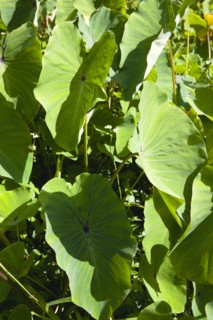 WEST INDIES, Grenada, St John, Callaloo crop detail of leaves.