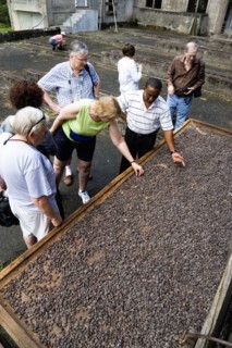 WEST INDIES, Grenada, St John, Tourists with local guide looking at and touching cocoa beans drying