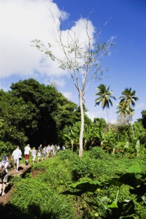 WEST INDIES, Grenada, St Andrew, Cruise ship tourists trekking through the jungle interior towards