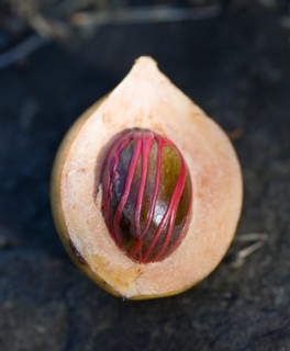 WEST INDIES, Grenada, St George, Nutmeg in the fruit showing the red mace.