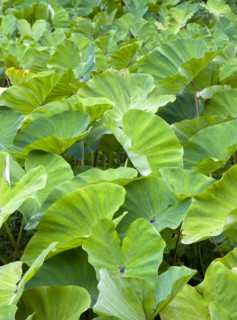 WEST INDIES, Grenada, St John, Detail of Callaloo crop.