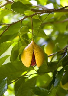 WEST INDIES, Grenada, St John, Ripe open and ready to harvest nutmeg fruit growing on a tree