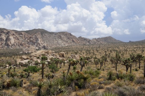 USA, California, Joshua Tree National Park, "View of Covington Flats from Hidden Valley, Joshua