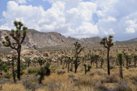 USA, California, Joshua Tree National Park, "View of Covington Flats from Hidden Valley, Joshua