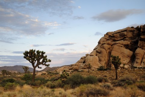 USA, California, Joshua Tree National Park, "Joshua Tree & boulder, Joshua Tree National Park"