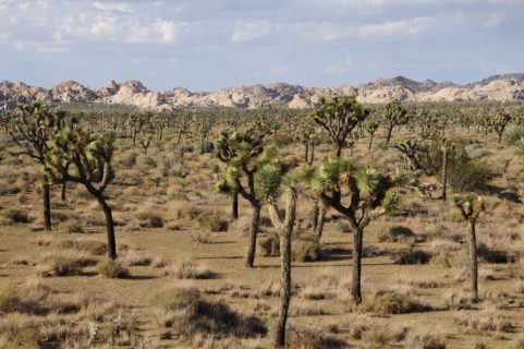 USA, California, Joshua Tree National Park, "Joshua Trees, Joshua Tree National Park"