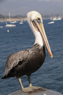 USA, California, Santa Barbara, "Brown pelican, Stearns Wharf, Santa Barbara"