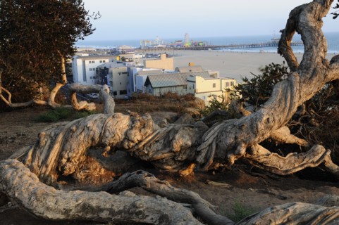 USA, California, Los Angeles, Pacific Palisades park with view at sunset to Santa Monica Pier