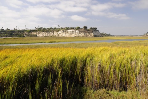 USA, California, Los Angeles, "Wetlands at Newport Bay Ecological Reserve, Newport Beach"