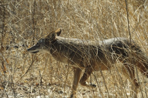 USA, California, Los Angeles, "Coyote, Griffith Park"