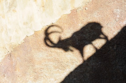 USA, California, Los Angeles, "Shadow of Nubian Ibex, LA Zoo, Griffith Park"