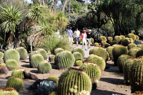 USA, California, Los Angeles, "Golden Barrels, Desert Garden, The Huntington, Pasadena. Cactus