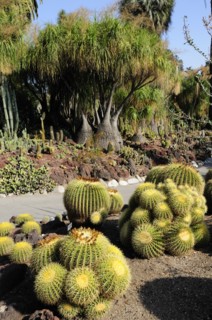 USA, California, Los Angeles, "Golden Barrels, Desert Garden, The Huntington, Pasadena. Cactus