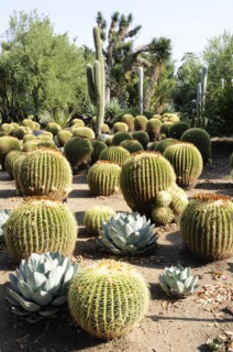 USA, California, Los Angeles, "Golden Barrels, Desert Garden, The Huntington, Pasadena. Cactus