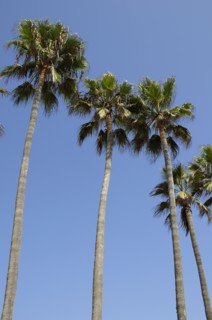 USA, California, Los Angeles, "Palm trees, Venice Beach"