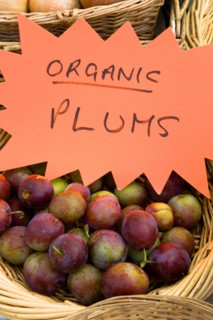 ENGLAND, West Sussex, Findon, Findon village Sheep Fair Basket of organic plums.