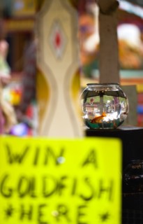 ENGLAND, West Sussex, Findon, Findon village Sheep Fair Goldfish bowl on a fairground stall with a