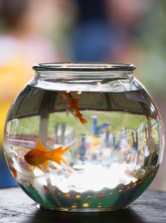 ENGLAND, West Sussex, Findon, Findon village Sheep Fair Two Goldfish in a bowl on a fairground