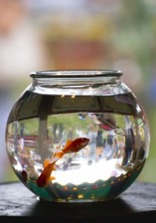 ENGLAND, West Sussex, Findon, Findon village Sheep Fair Two Goldfish in a bowl on a fairground