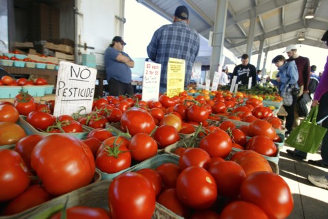 USA, New York State, Rochester, "Public Market, pints of home grown tomatoes, sign says 'no