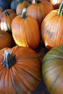 USA, New York State, Cooperstown, Pumpkins for sale.