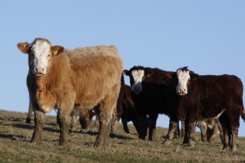 AGRICULTURE, Farming, Animals, "England, East Sussex, South Downs, Cattle, Cows Grazing in the