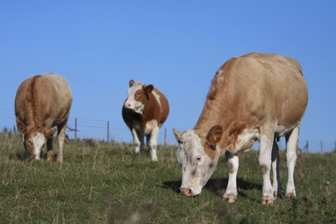 AGRICULTURE, Farming, Animals, "England, East Sussex, South Downs, Cattle, Cows Grazing in the